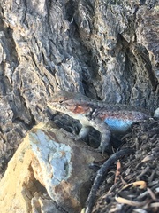 Sceloporus graciosus gracilis