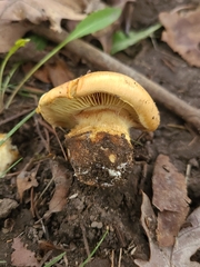 Cortinarius caryae