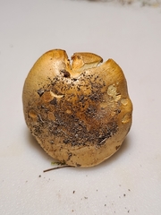 Cortinarius caryae