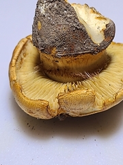 Cortinarius caryae