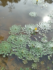Ludwigia sedoides