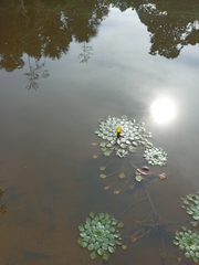 Ludwigia sedoides