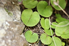 Corybas macranthus