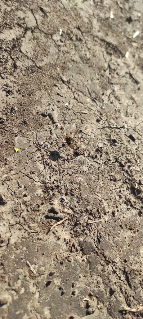 daddy longlegs