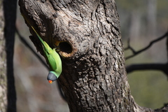 Psittacula himalayana