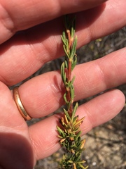 Eriogonum fasciculatum fasciculatum