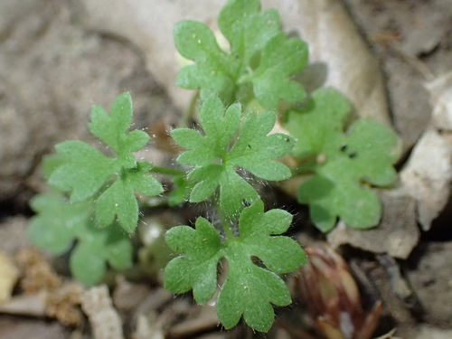 iNaturalist observation photo of Dicots