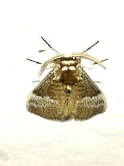 Podalia walkeri