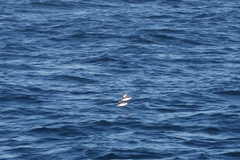 Synthliboramphus craveri