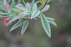 Cotoneaster salicifolius