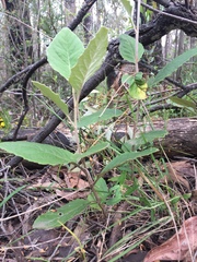 Olearia grandiflora