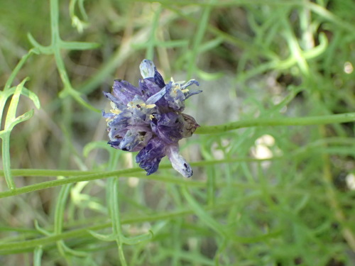 iNaturalist observation photo of blue dicks