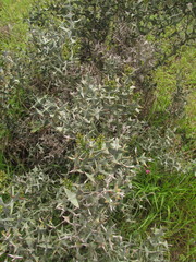 Colletia paradoxa