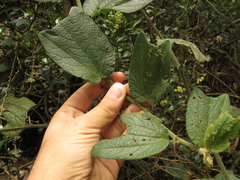Passiflora bogotensis