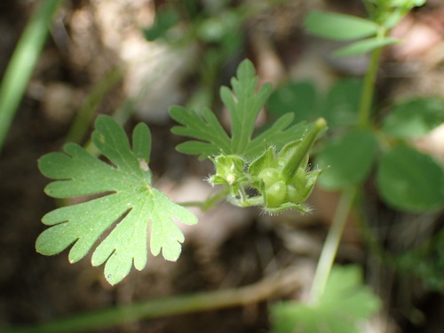 iNaturalist observation photo of Carolina crane's-bill