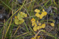 Thalictrum thalictroides
