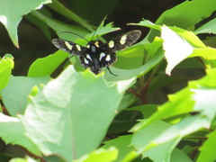 Androloma disparata