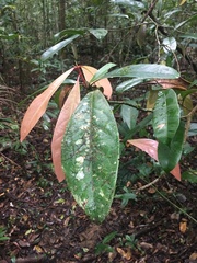 Paypayrola blanchetiana