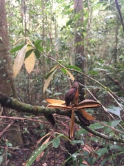 Paypayrola blanchetiana