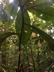 Paypayrola blanchetiana