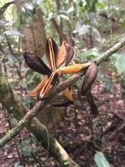 Paypayrola blanchetiana