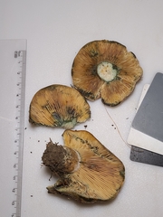 Lactarius