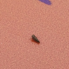 Megophthalminae