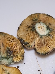 Lactarius