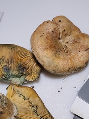 Lactarius