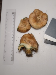Lactarius