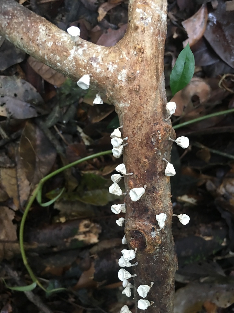 Gymnopus montagnei · October 2021 · photo: © deboas (iNaturalist, cc0)