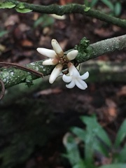 Paypayrola blanchetiana