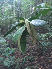 Paypayrola blanchetiana