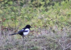 Pica pica