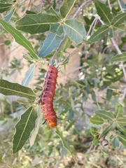 Anisota oslari