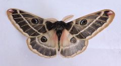 Agapema homogena