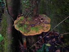 Ganoderma zonatum