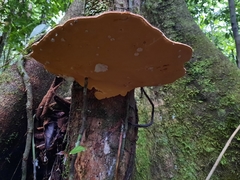 Ganoderma zonatum