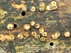 Sphaerobolus iowensis