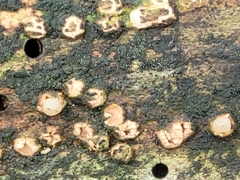 Sphaerobolus iowensis