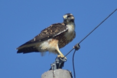 Geranoaetus polyosoma