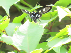 Androloma disparata