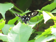 Androloma disparata