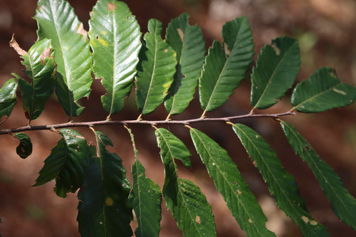 Allegheny Chinquapin