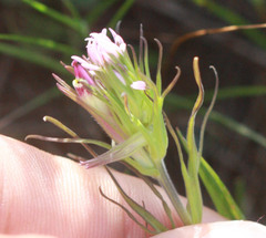Castilleja densiflora