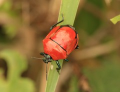 Stiretrus decemguttatus