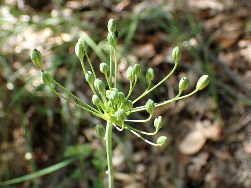 iNaturalist observation photo of goldenstar