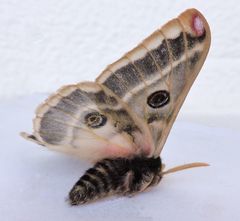 Agapema homogena