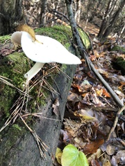 Pluteus tomentosulus