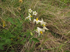 Solanum commersonii